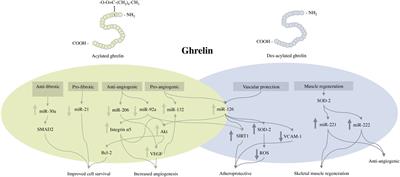 Ghrelin, MicroRNAs, and Critical Limb Ischemia: Hungering for a Novel Treatment Option